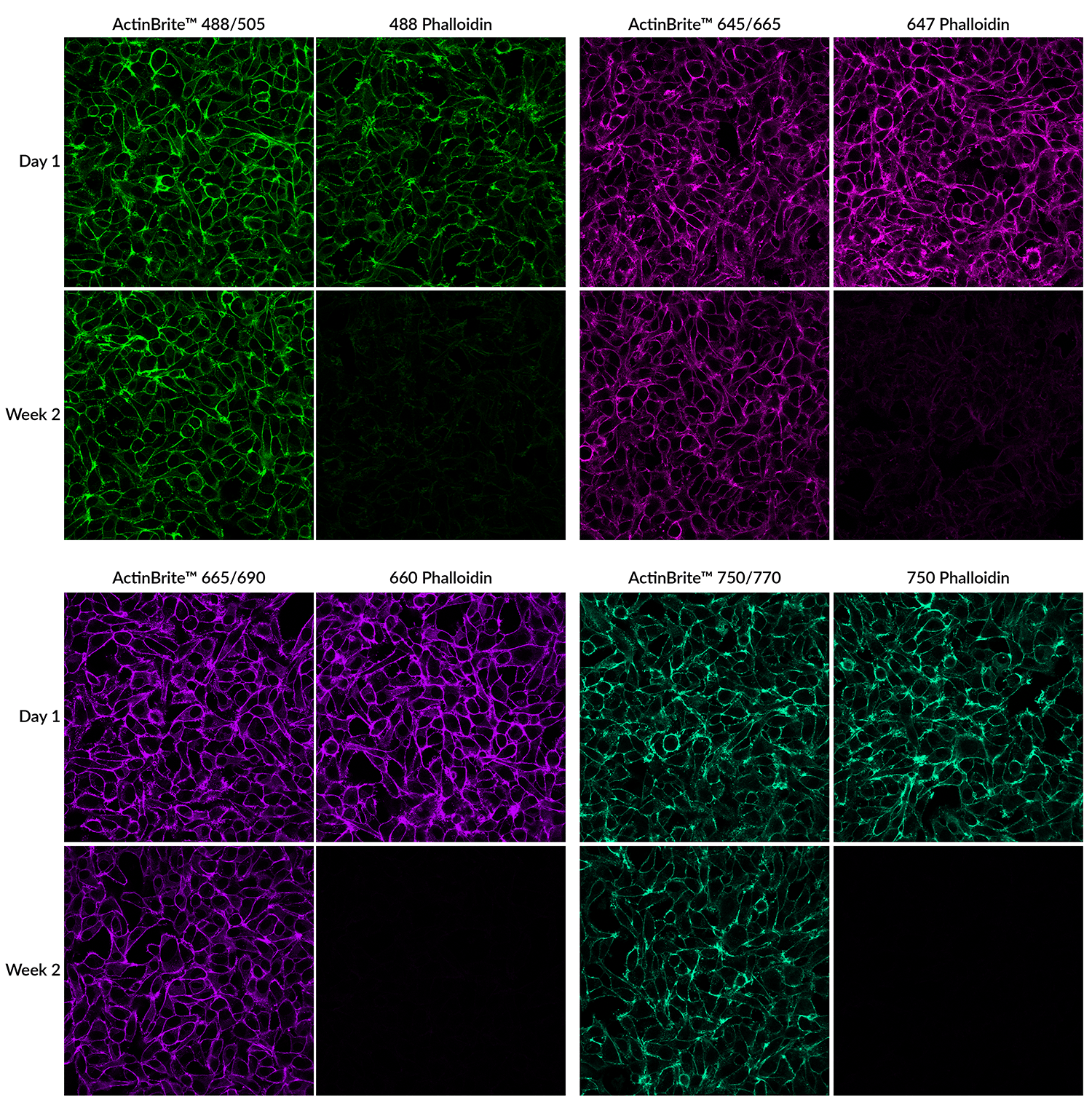 ActinBrite™ High Affinity Phalloidin Conjugates - Image 2