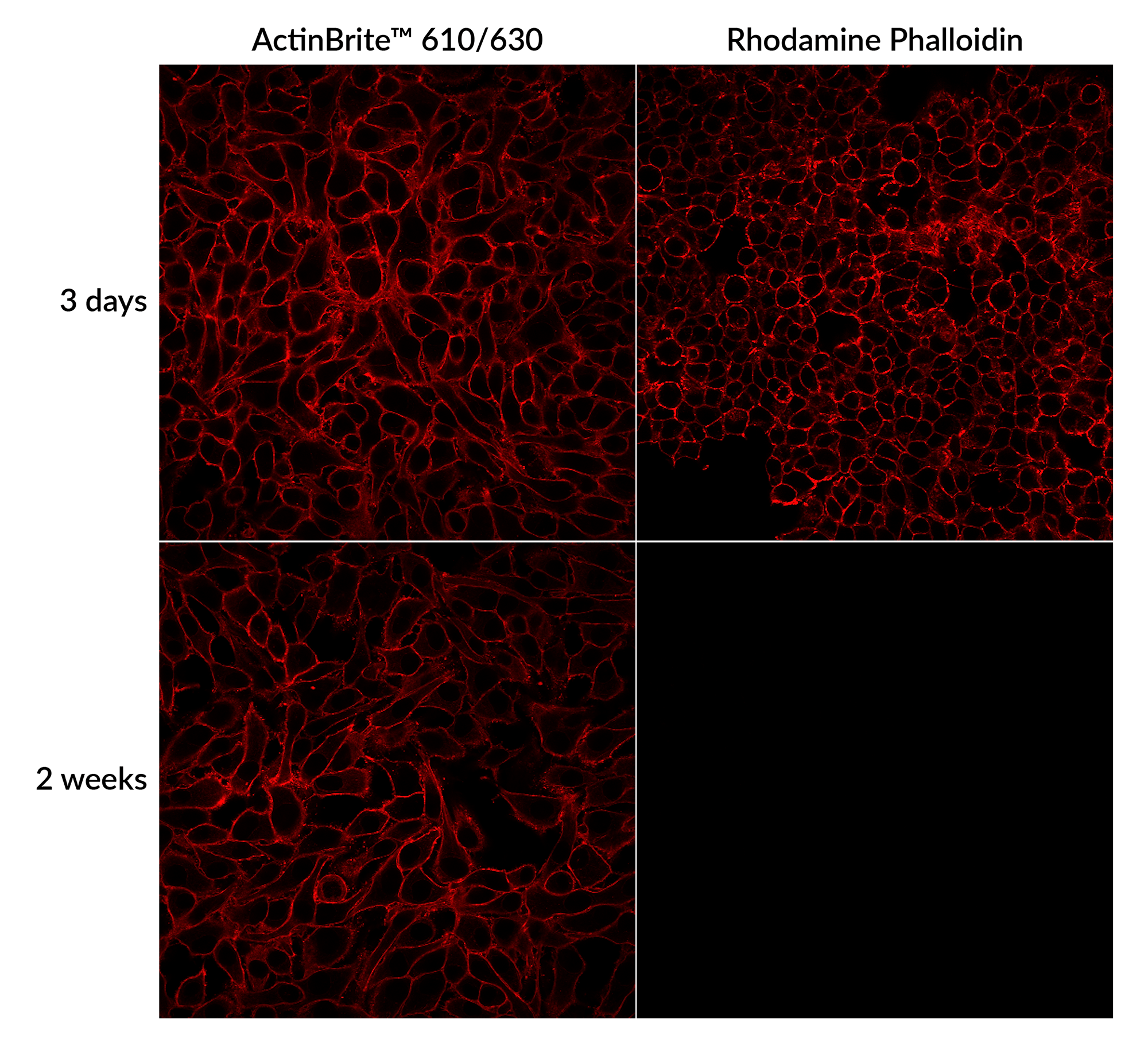 ActinBrite™ High Affinity Phalloidin Conjugates - Image 3
