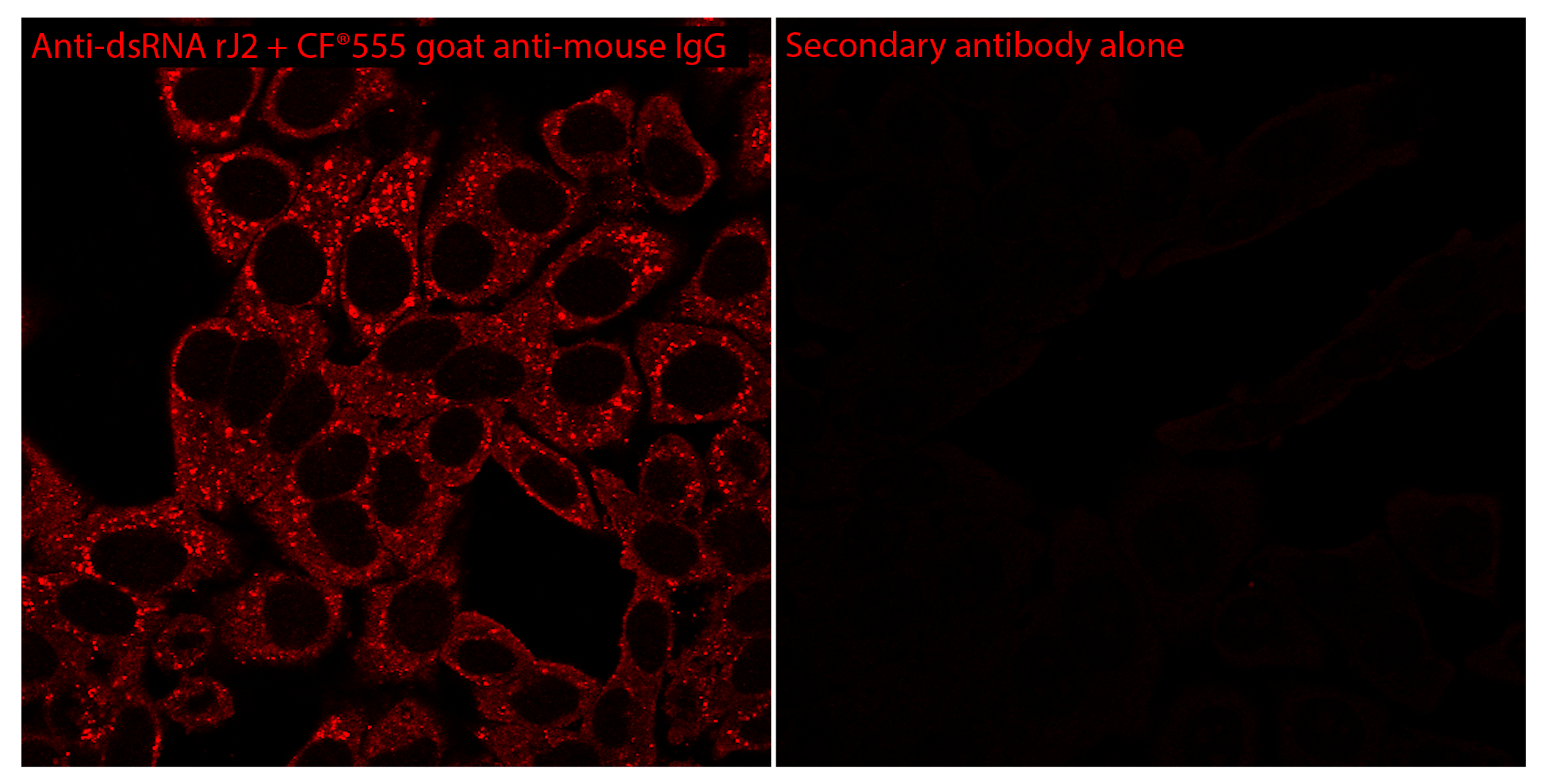 dsRNA Recombinant Monoclonal Mouse Antibody (rJ2), Lyophilized - Biotium Choice <svg class="svgicon svg-verified"><use xlink:href="#svg-verified"></use></svg> - Image 3