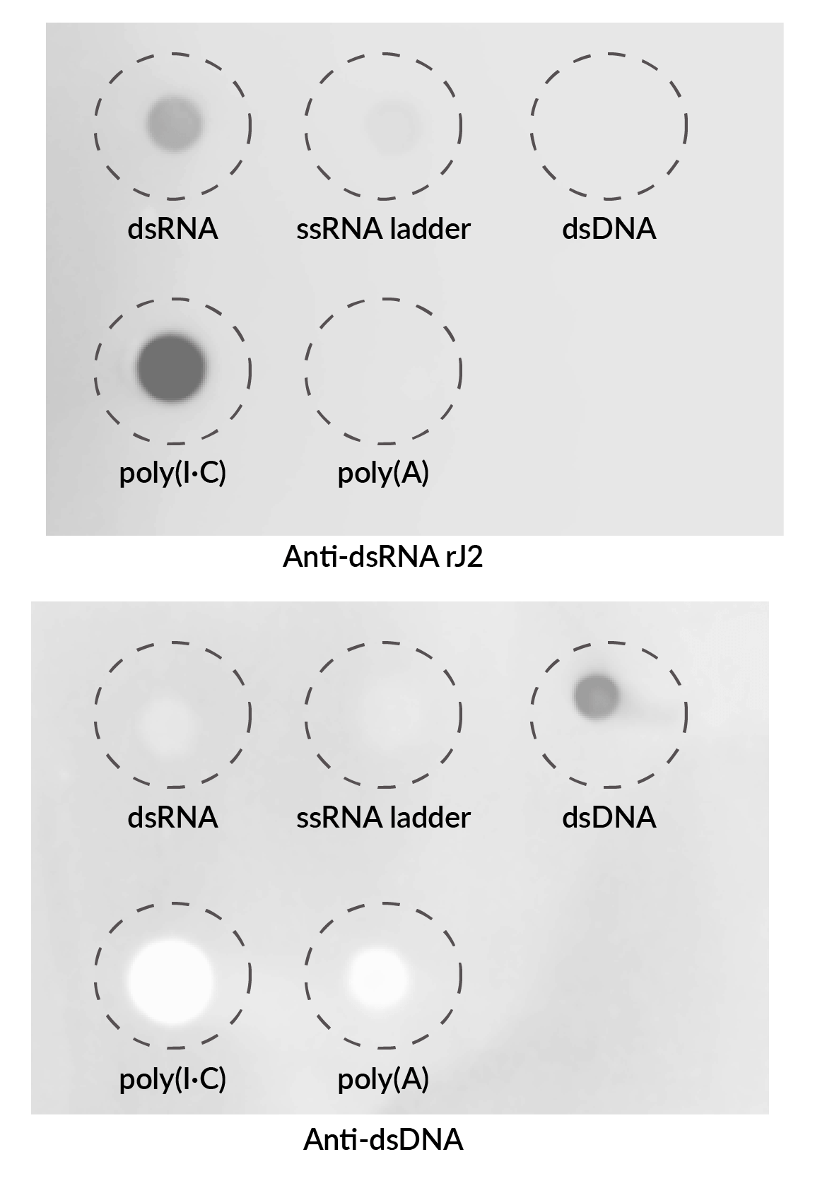 dsRNA Recombinant Monoclonal Mouse Antibody (rJ2), Lyophilized - Biotium Choice <svg class="svgicon svg-verified"><use xlink:href="#svg-verified"></use></svg> - Image 2