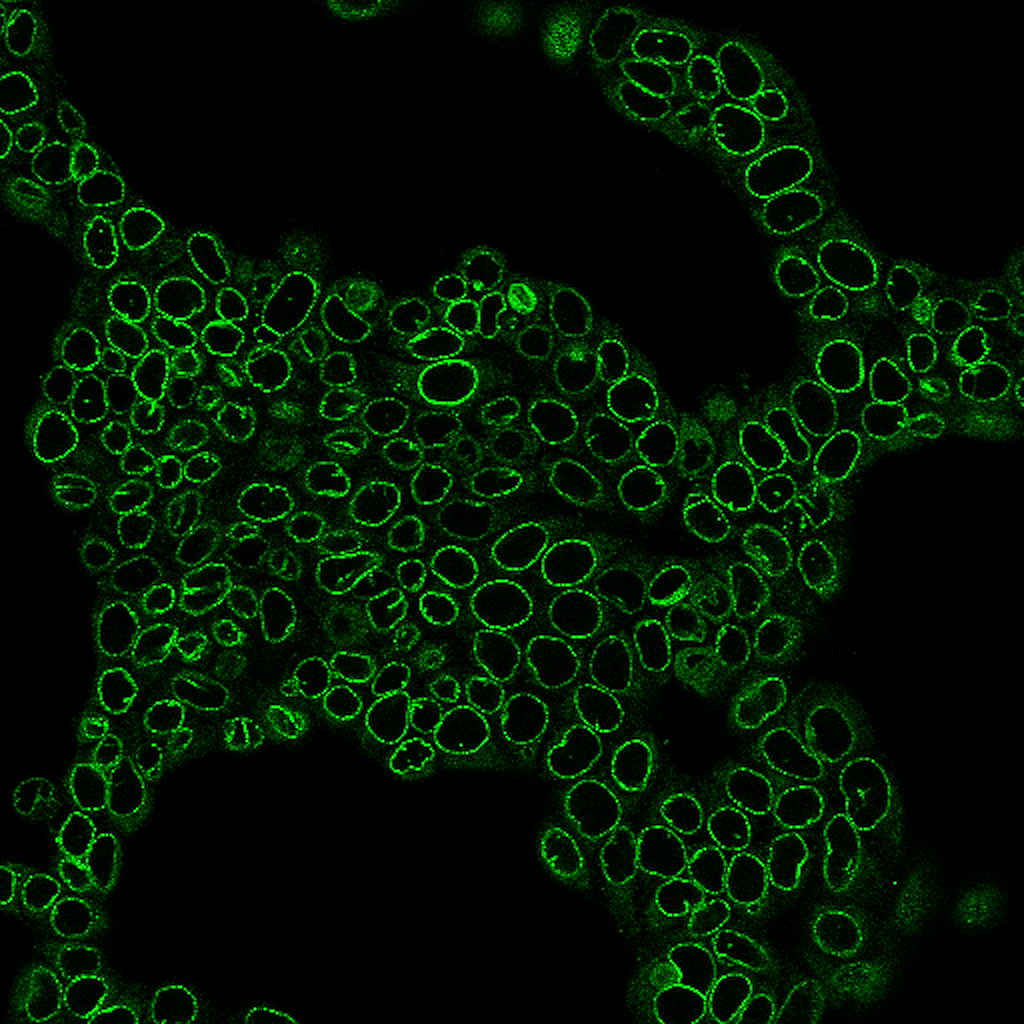 Alpaca Anti-Mouse IgG1 (Fc), rVHH (N2504.M1FC) - MiniMab™<svg class="svgicon svg-verified"><use xlink:href="#svg-verified"></use></svg> - Image 2