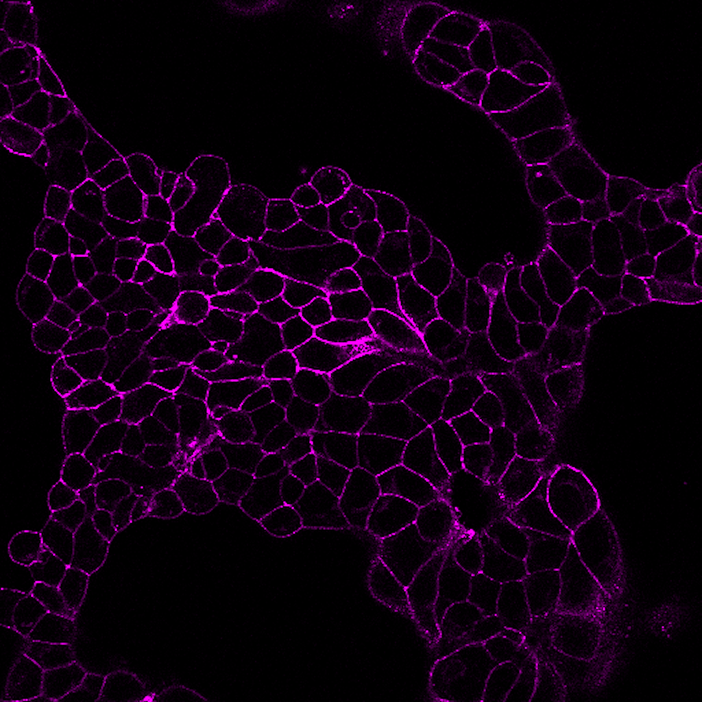 Alpaca Anti-Mouse IgG1 (Fc), rVHH (N2504.M1FC) - MiniMab™<svg class="svgicon svg-verified"><use xlink:href="#svg-verified"></use></svg> - Image 3